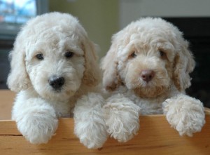Lovely goldendoodle puppy