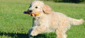 Playing goldedoodle dog puppy