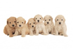 Tady bear puppy photo