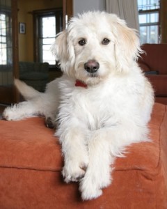 White goldedoodle dog breed