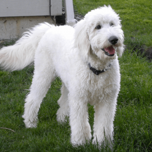 White goldedoodle breed