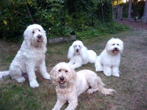 White goldendoodle dog