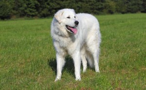 Kuvasz big dog breeds