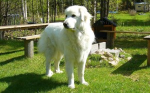 Kuvasz breed