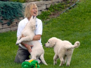 Kuvasz-friend-family
