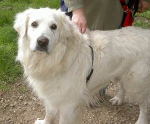 Kuvasz dog breed training