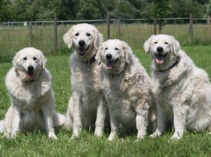 Kuvasz dogs family