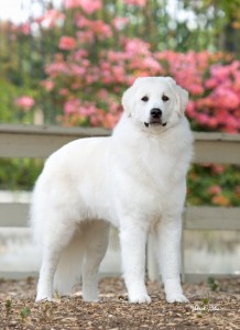 Best Kuvasz breed