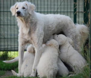 Female kuvasz photo