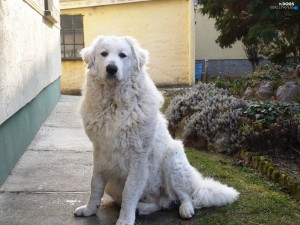 Kuvasz at home