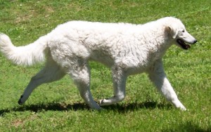 Kuvasz breed low cost