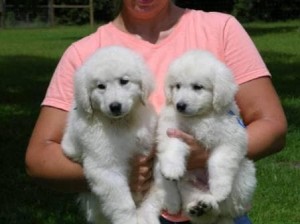 Kuvasz cute  puppy