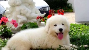 Kuvasz dog breed photo