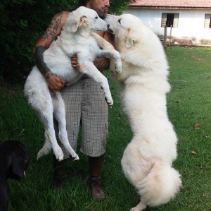 Kuvasz dog friend and puppy