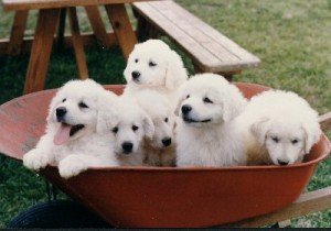 Kuvasz dog puppies