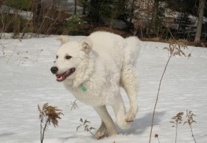 Kuvasz dog run