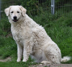 Kuvasz dog