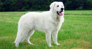 kuvasz-image