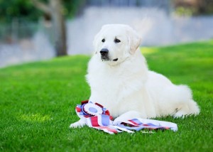 kuvasz-in-garden-resttime