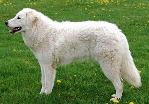 kuvasz-in-garden