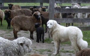 kuvasz-ship