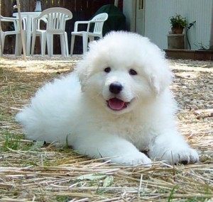 kuvasz-small- puppy-photo