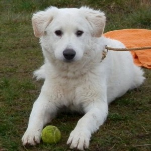 kuvasz-with-ball