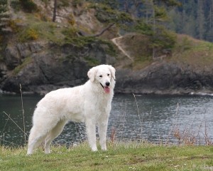 Kuvasz dog near water