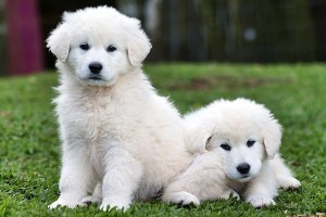 kuvasz puppy