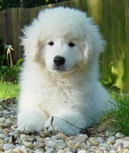 kuvasz small puppy dog