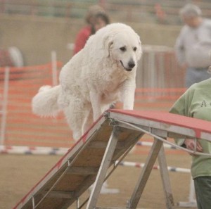 kuvasz walk