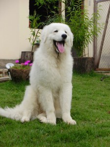 lovely-kuvasz-dog-breed