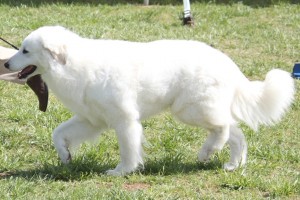 white-kuvasz