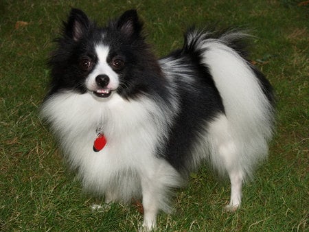 how to take care pomeranian puppy black pomeranian picture dogmal how to take care pomeranian puppy black pomeranian picture dogmal