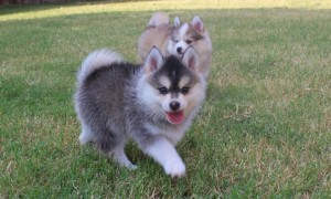 Best posmksy puppy for adoption