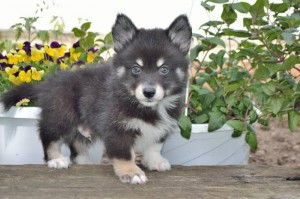 Buy a pomsky uk