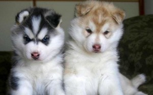 Cute pomsky