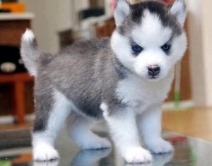 Pmsky akc