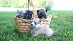 Pomsky create training