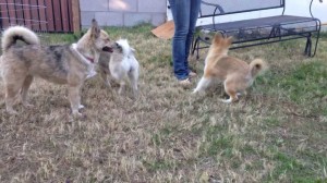 Pomsky playing