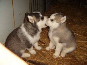 pomsky buy india