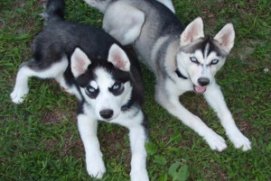pomsky california