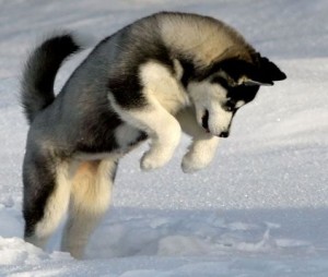 pomsky dog for sale in india