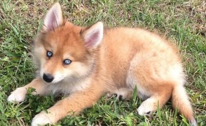 pomsky good and bad