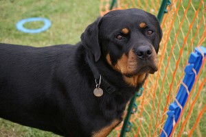 Rottweiler Dog Training