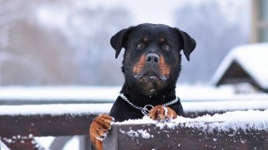 Rottweiler Dog on Snow