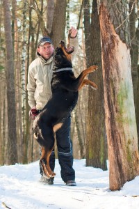 Rottweiler dog jump