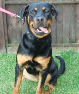 Rottweiler dogs breed