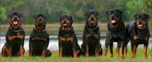 Rottweiler easy to training