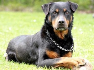 Rottweiler